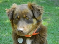 Cheyenne