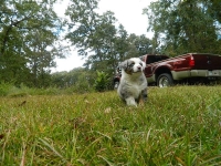 Lilly Belle