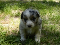 Puppy4