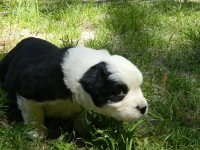 Puppy5