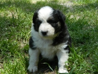 Puppy6