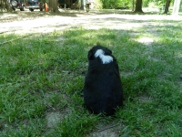 Puppy7